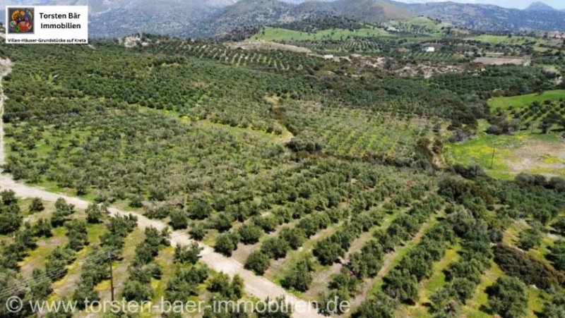 Agia Galini Kreta, Ag. Galini Olivenhain 130.000 m². Grundstück kaufen